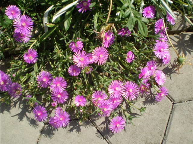 delosperma